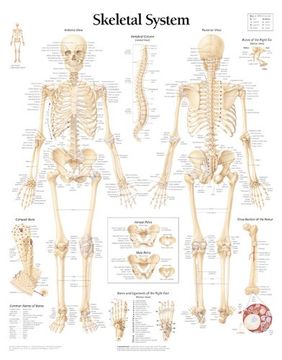 portada The Skeletal System Chart (en Inglés)