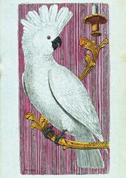 portada Carnet Ligne Kakatoes, Dessin 18e Siecle (Bnf Animaux) (French Edition)