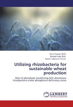 portada Utilizing rhizobacteria for sustainable wheat production: Role of phosphate solubilizing ACC-deaminase rhizobacteria under phosphorus deficiency stress
