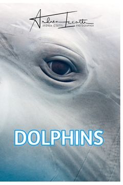 portada Dolphins: born to be free (in English)