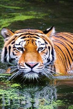 portada Swimming Tiger: As the Largest Species in the Big Cat Family, Tigers Have More Surface Area That Heats Up, Which Is Probably Why They
