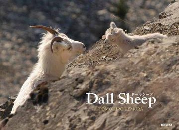 portada Dall Sheep (in English)