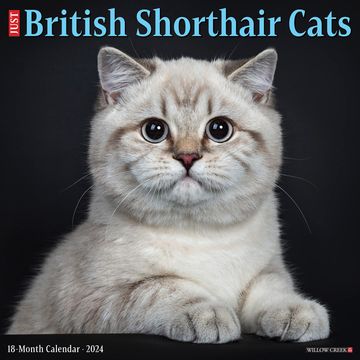 portada British Shorthair Cats 2024 12 x 12 Wall Calendar (en Inglés)