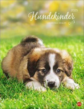 portada Hundekinder Posterkalender 2025: Von Monika Wegler. Welpen-Fotos zum Dahinschmelzen in Einem Wandkalender. Posterkalender mit Hundeporträts für Alle Fans der Fellnasen.