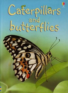 portada Caterpillars and Butterflies - Usborne Beginners (in English)