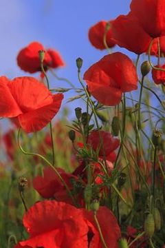 portada Poppy Meadow: Poppies Are Found Around the Globe from Icy Cold Tundra to Broiling Hot Deserts, Mostly in the Northern Hemisphere.