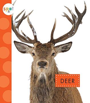 portada Deer (Spot Backyard Animals) (in English)