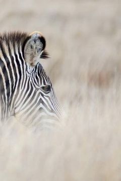 portada Alive! Zebra Stripes - Natural - Photo Art Nots (6 X 9 Series)