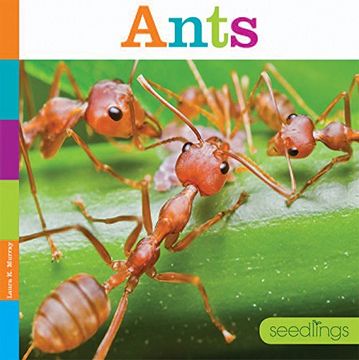 portada Ants (Seedlings)