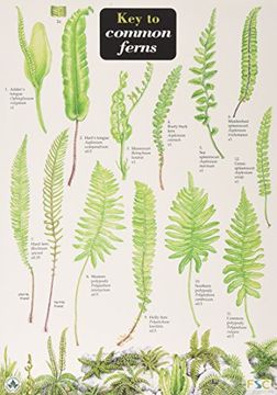 portada Key to Common Ferns (in English)