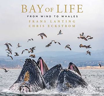 portada Bay of Life: From Wind to Whales (in English)