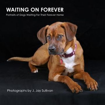 portada Waiting On Forever: Portraits of Dogs Waiting For Their Forever Home (en Inglés)