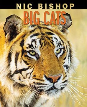 portada Nic Bishop big Cats (en Inglés)