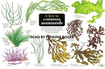 portada A key to Common Seaweeds (Occasional Publications s. ) (en Inglés)