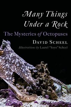 portada Many Things Under a Rock: The Mysteries of Octopuses (en Inglés)