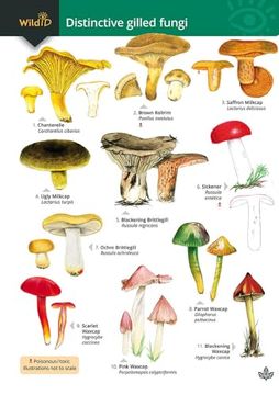 portada Distinctive Gilled Fungi