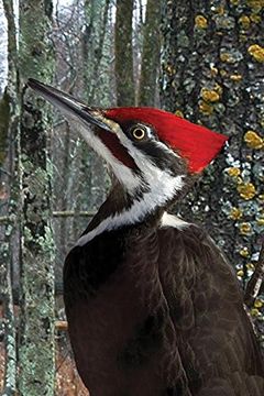 portada Pileated Woodpecker Blank Journal (en Inglés)