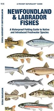 portada Newfoundland & Labrador Fishes: A Waterproof Folding Guide to Native and Introduced Freshwater Species (Pocket Naturalist Guide) (in English)