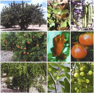 portada Tratado de Fruticultura Para Zonas Áridas y Semiáridas. Vol. Ii: Algarrobo, Granado y Jinjolero (in Spanish)