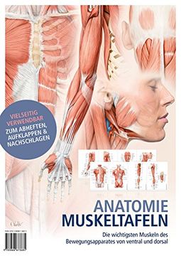 portada Anatomie-Muskeltafeln: Die Wichtigsten Muskeln des Bewegungsapparates von Ventral und Dorsal (en Alemán)