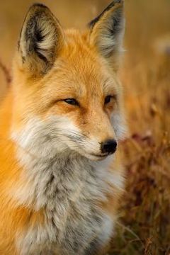 portada Red Fox: The Largest of the True Foxes and One of the Most Widely Distributed Members of the Order Carnivora, Being Present Acr (en Inglés)