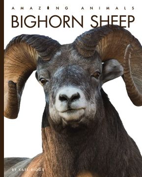 portada Bighorn Sheep (Amazing Animals) (in English)