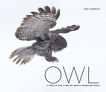 portada Owl: A Year in the Lives of North American Owls (en Inglés)