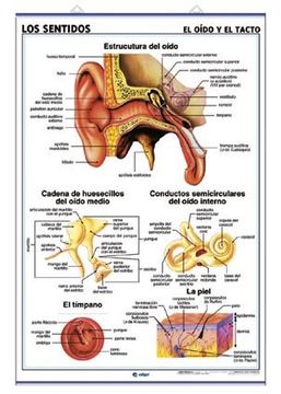 portada Los Sentidos (el O’do y el Tacto) / Los Sentidos (el Gusto y el Olfato): Láminas de Anatomía de Secundaria