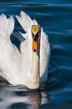 portada Swan: The Swan Is a Large Aquatic Bird Closely Related to Geese and Ducks. the Swan Is Known for Its Fierce Temperament and
