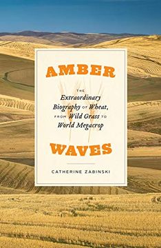 portada Amber Waves: The Extraordinary Biography of Wheat, From Wild Grass to World Megacrop (in English)
