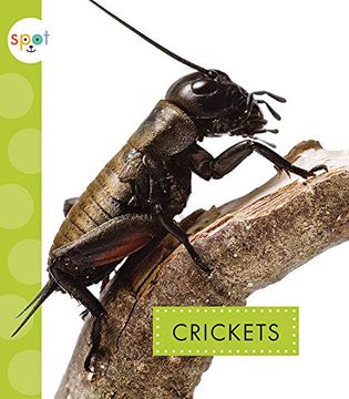 portada Crickets (Spot: Creepy Crawlies) (en Inglés)
