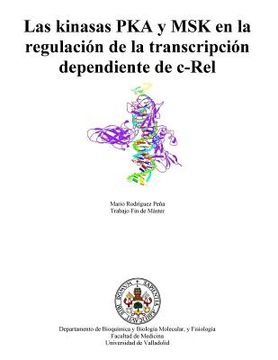 portada Las kinasas PKA y MSK en la regulación de la transcripción dependiente de c-Rel (in Spanish)
