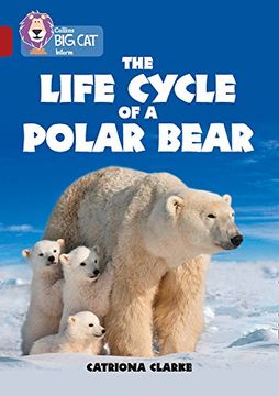 portada Collins Big Cat - The Life Cycle of a Polar Bear: Band 14/Ruby (in English)