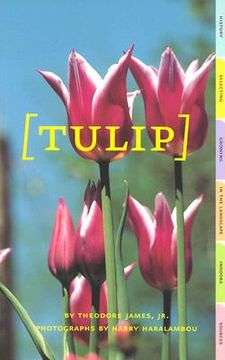 tulip