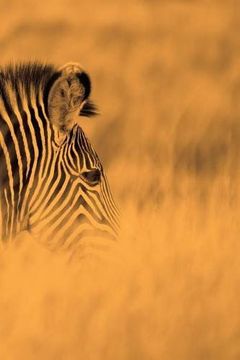 portada Alive! zebra stripes - Sepia - Photo Art Nots (6 x 9 series)