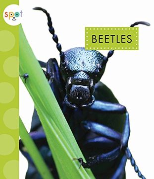 portada Beetles (en Inglés)