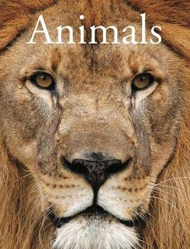 portada Animals 