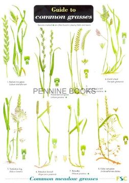portada Guide to Common Grasses (en Inglés)