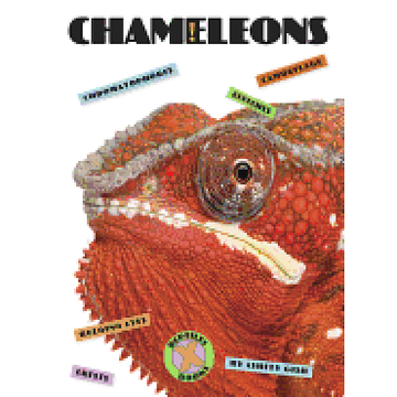 portada Chameleons (X-Books: Reptiles) (in English)