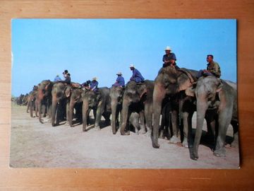 portada Elephant Round Up At Surin Province. North Eastern, Thailand. A 327
