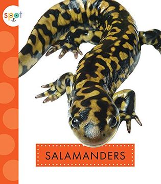 portada Salamanders (Spot Backyard Animals) (en Inglés)