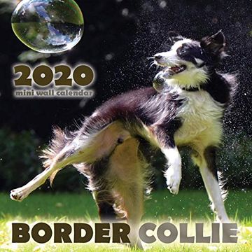 portada Border Collie 2020 Mini Wall Calendar (en Inglés)