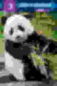 portada Baby Panda Goes Wild! (Step Into Reading) (libro en Inglés)
