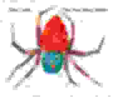 La Araña Muy Ocupada / The Very Busy Spider by Eric Carle