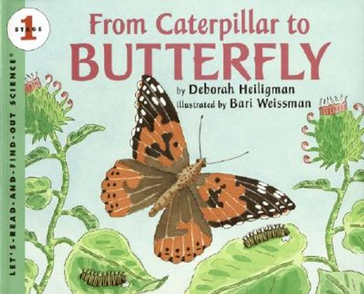 from caterpillar to butterfly (in English)