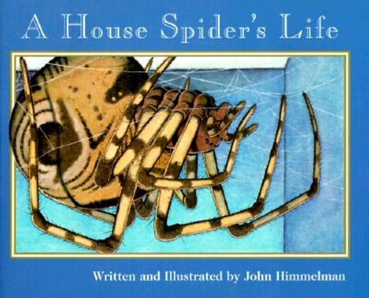 a house spider´s life