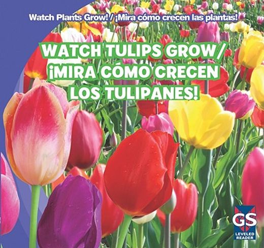 watch tulips grow / mira como crecen los tulipanes!