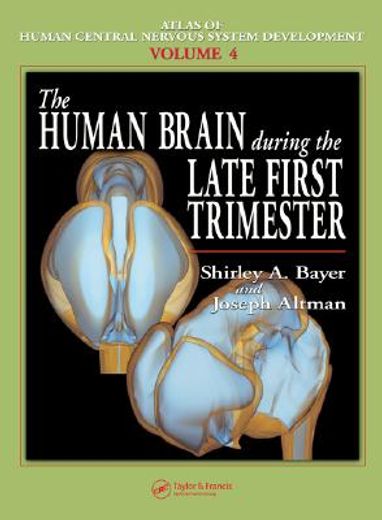 the human brain during the late first trimester