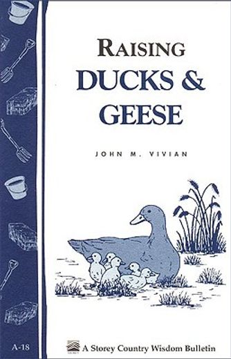 raising ducks and geese