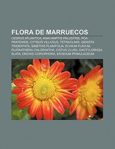 flora de marruecos: cedrus atlantica, anacamptis palustris, poa pratensis, cytisus villosus, tetraclinis, genista tridentata